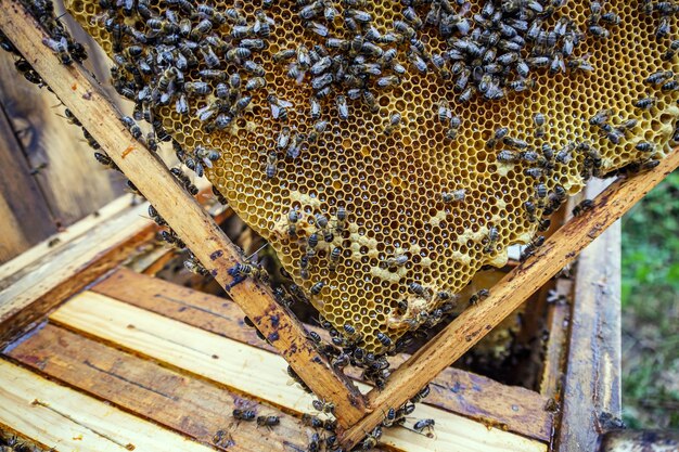 Gros plan sur de nombreuses abeilles sur un cadre en nid d'abeilles faisant du miel