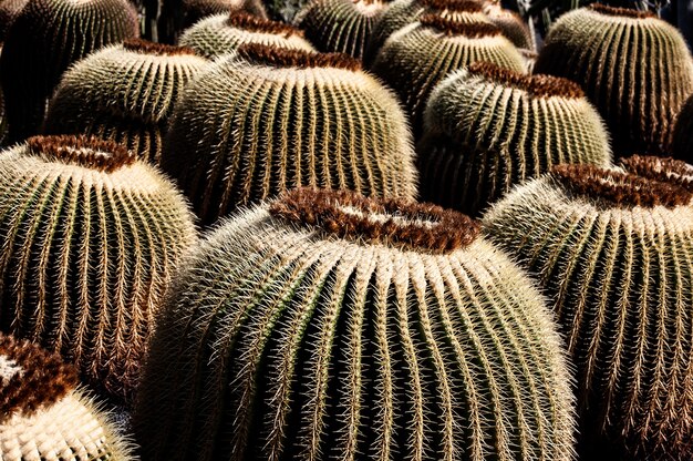 Gros plan de nombreux cactus sous la lumière du soleil à Lanzarote, Espagne