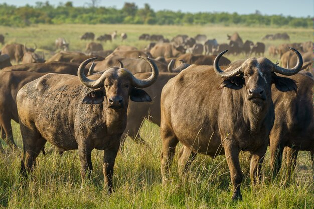 Gros plan de l'obstination du buffle dans un champ vert par une journée ensoleillée