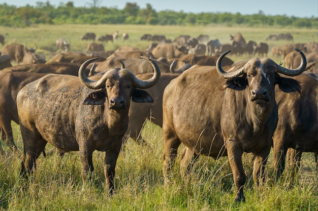 Gros plan de l'obstination du buffle dans un champ vert par une journée ensoleillée