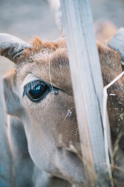 Gros plan, oeil vache