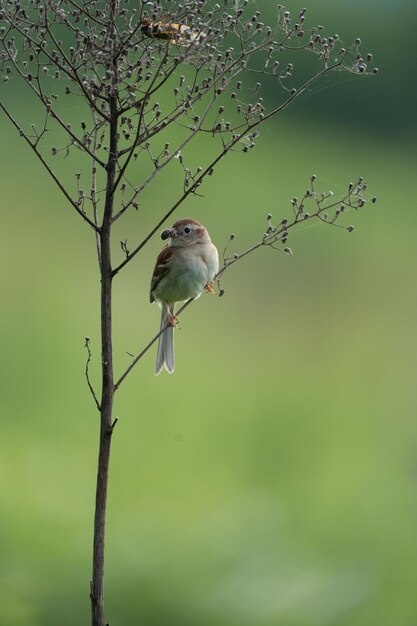 Gros plan d'un oiseau sur une brindille