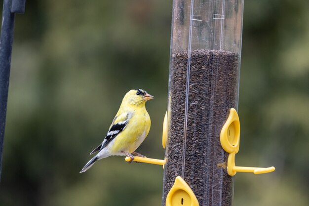 Gros plan d'un oiseau chardonneret d'Amérique reposant sur un conteneur de mangeoire à oiseaux