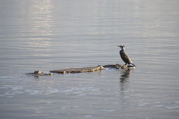 Gros plan d'un oiseau debout sur un rocher au milieu d'un lac