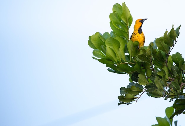Photo gratuite gros plan d'un oiseau sur une feuille verte