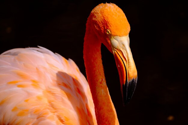 Gros plan d'un oiseau flamant orange