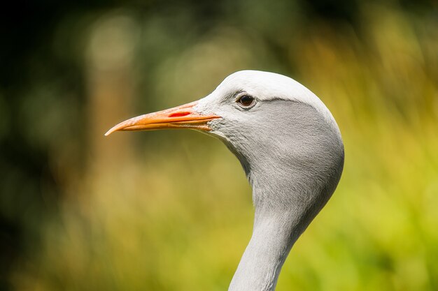 Gros plan d'un oiseau héron garde-boeuf avec un flou