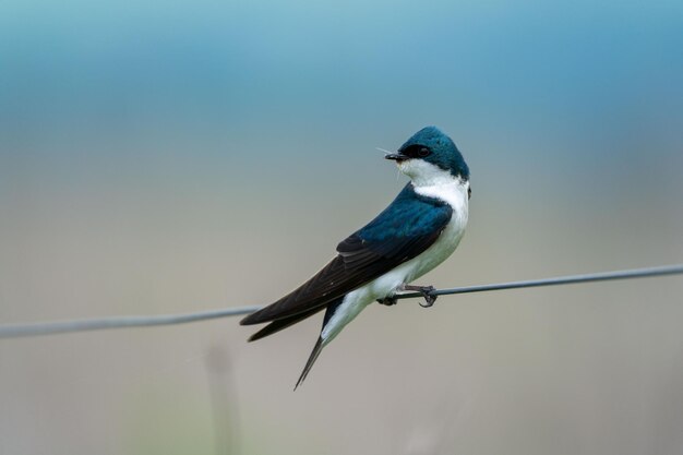 Gros plan d'un oiseau Hirondelle rustique regardant en arrière assis sur le cordon