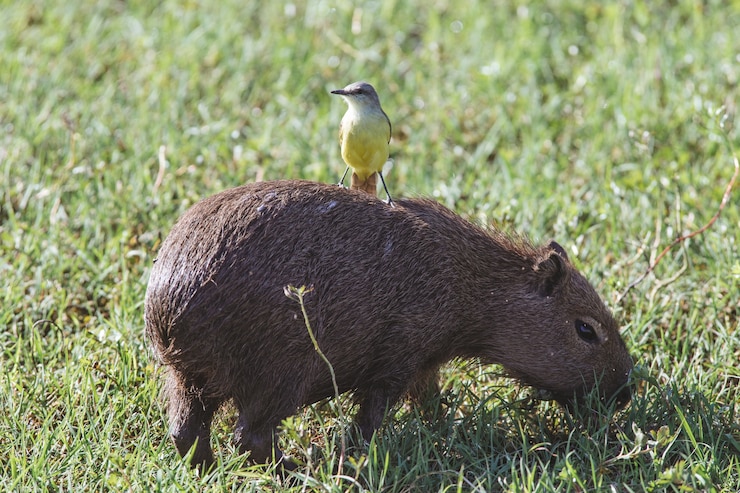 Photo gratuit gros plan d'un oiseau jaune mignon sur un capybara brun dans un champ herbeux vert