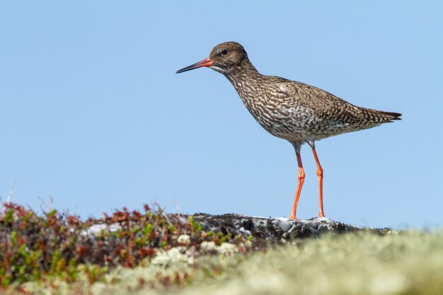 Gros plan d'un oiseau à longues pattes marchant sur le sol dans la toundra