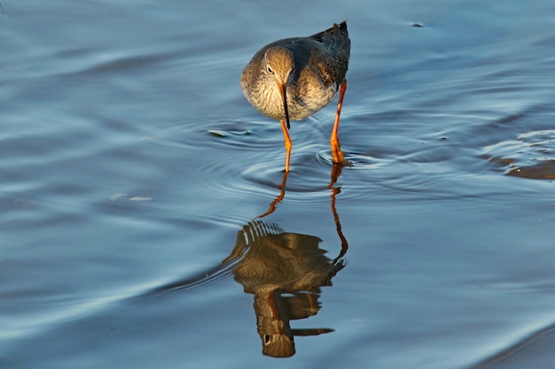 Photo gratuite gros plan d'un oiseau marchant sur l'eau pendant la journée