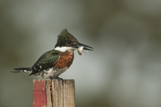 Gros plan d'un oiseau martin-pêcheur ceinturé assis sur un morceau de bois avec flou