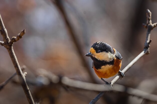 Gros plan d'un oiseau multicolore perché au sommet d'une branche d'arbre