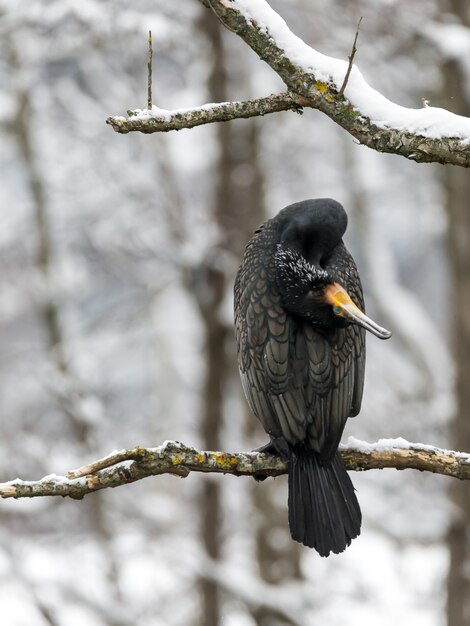Gros plan d'un oiseau noir assis sur la branche d'arbre enneigé