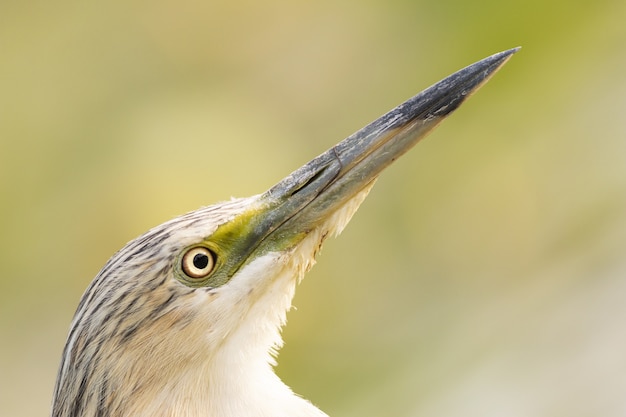 Photo gratuite gros plan d'oiseau