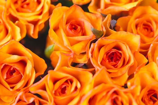 Gros plan, orange, roses