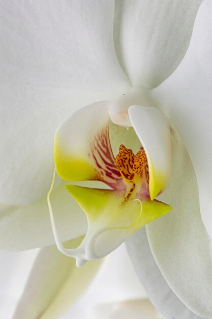 Gros plan, de, orchidée blanche