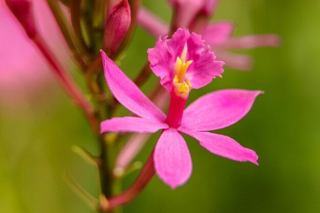 Gros plan d'orchidées epidendrum roses sur un arrière-plan flou