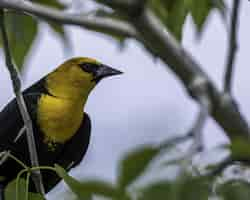 Photo gratuite gros plan d'un oriole doré eurasien perché sur un arbre