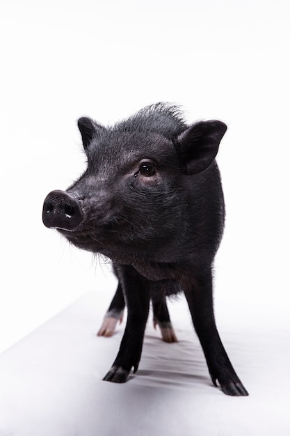 Gros plan d'ortrait de mignon cochon noir