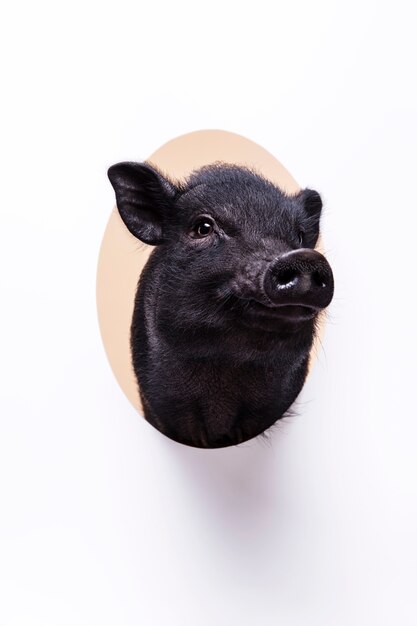 Gros plan d'ortrait de mignon cochon noir