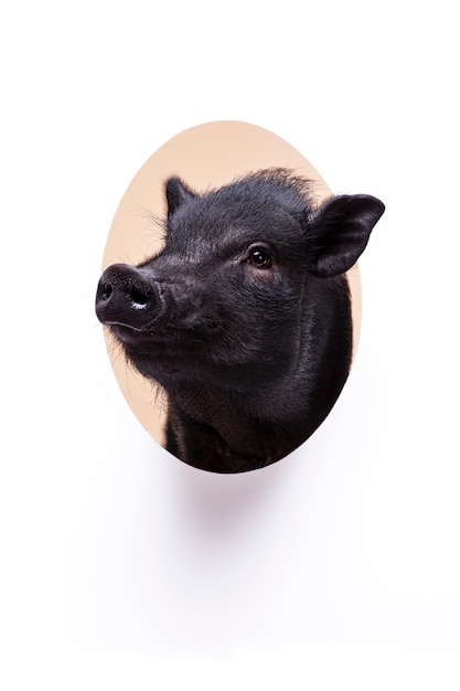 Gros plan d'ortrait de mignon cochon noir