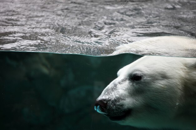 Gros plan d'un ours polaire sous l'eau