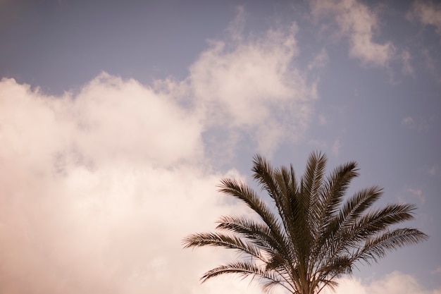 Gros plan, palmier, ciel