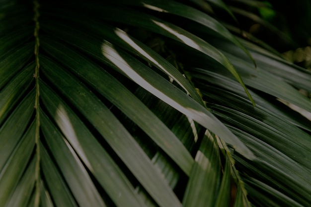 Gros plan, de, palmier, feuilles