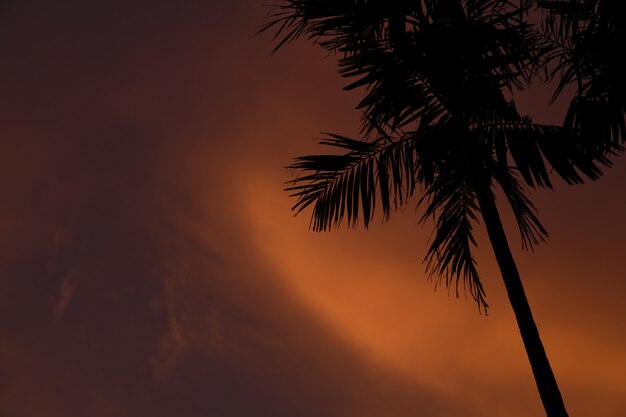 Gros plan d'un palmier mince pendant le coucher du soleil à Gili Air-Lombok, Indonésie