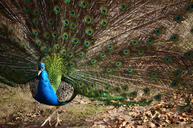 Gros plan d'un paon avec des plumes ouvertes dans un champ sous la lumière du soleil