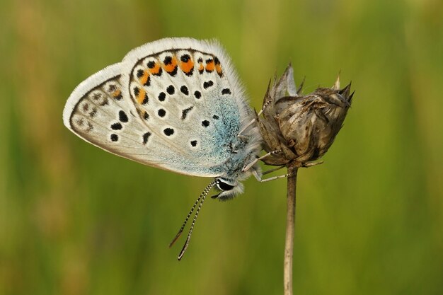 Gros plan d'un papillon bleu clouté d'argent, Plebejus argus sur une plante
