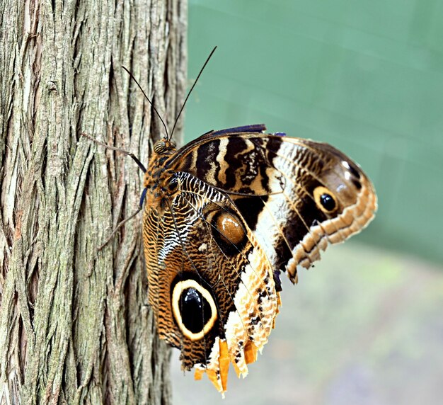 Gros plan d'un papillon brun sur une écorce d'arbre sous la lumière du soleil