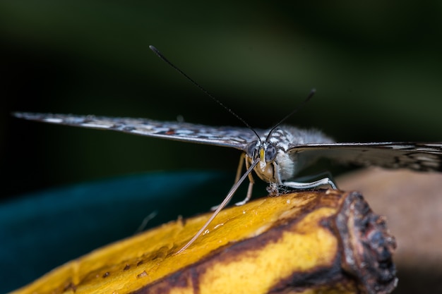 Gros plan d'un papillon mangeant une banane