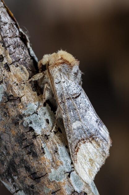 Gros plan d'un papillon de nuit sur la surface en bois dans la forêt