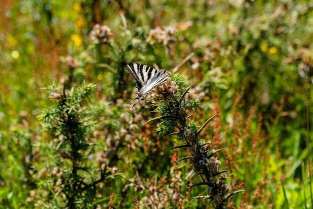 Gros plan d'un papillon sur une plante sauvage