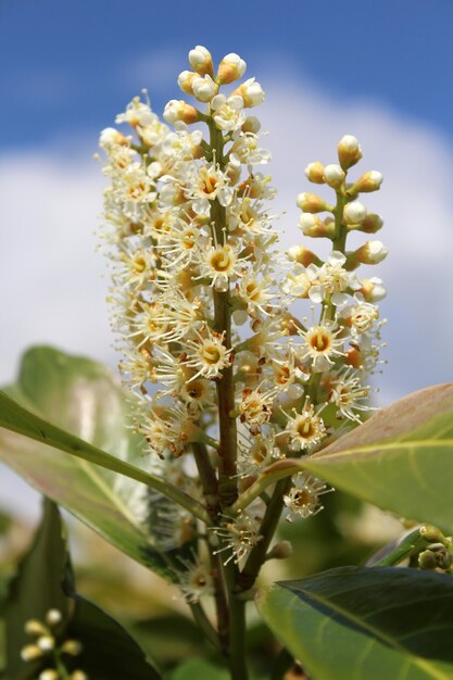 Gros plan d'un paquet de petites fleurs et bourgeons dans un jardin