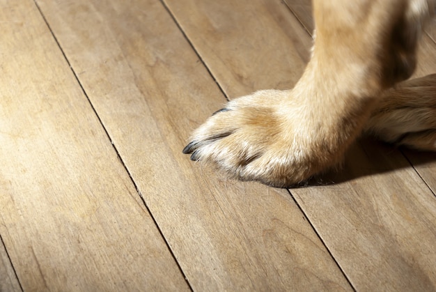 Gros plan d'une patte de chien sur une surface en bois