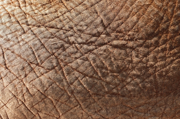 Gros plan d'une peau d'éléphant d'Asie - parfait pour l'arrière-plan