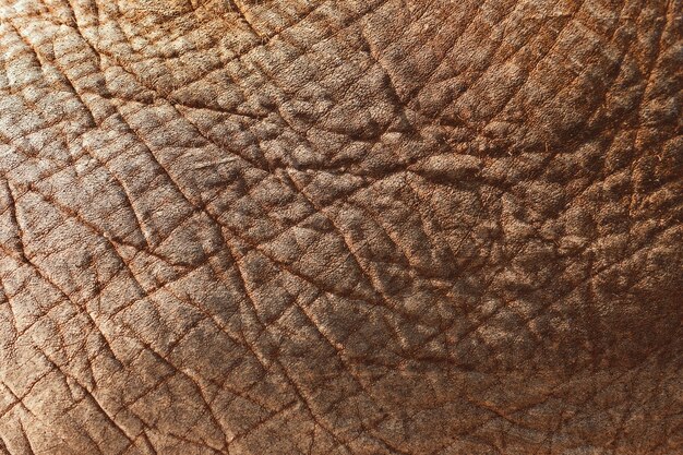 Gros plan d'une peau d'éléphant d'Asie - parfait pour l'arrière-plan