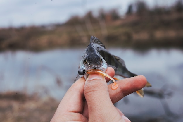 Gros plan, de, a, pêcheur, main, tenue, poisson, près, lac