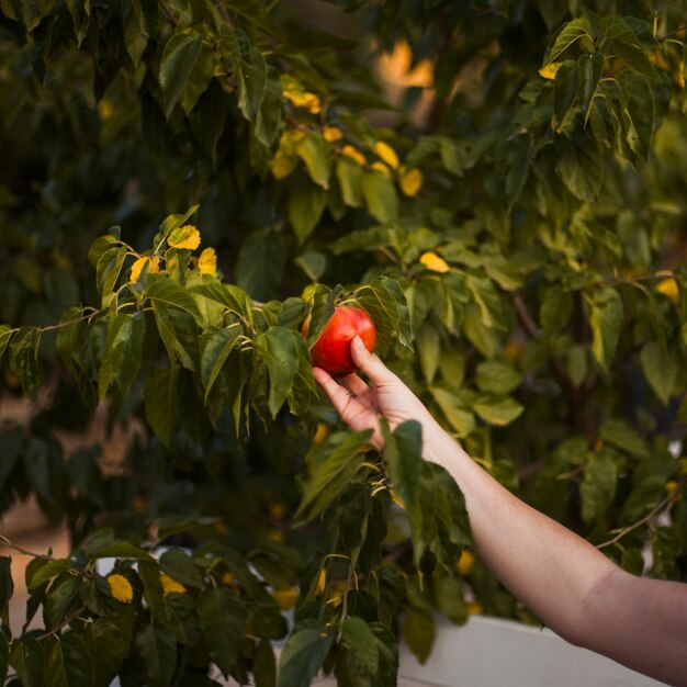 Gros plan, de, personne, main, tenue, mûre, pomme rouge, sur, arbre