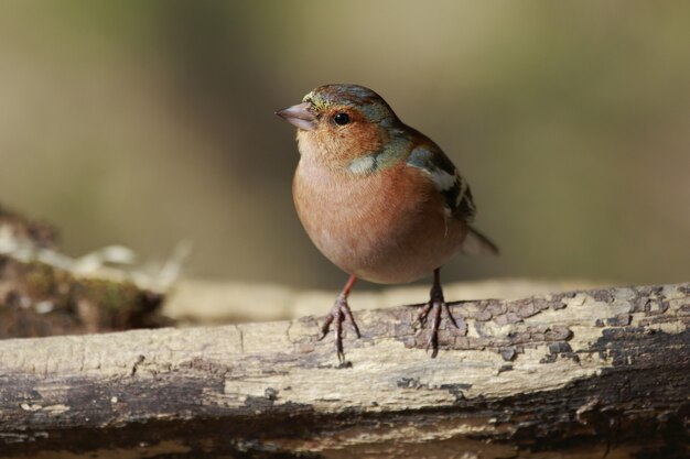 Gros plan d'un petit brambling mignon