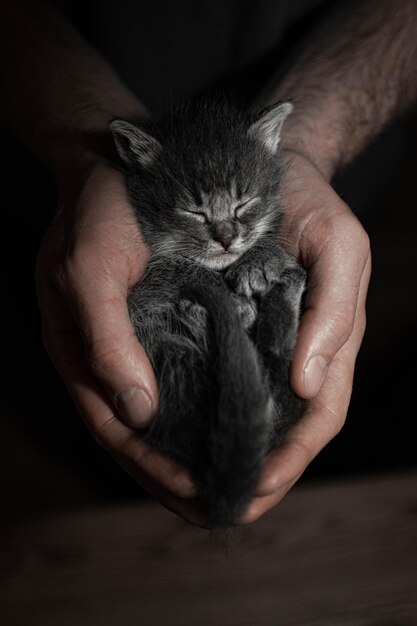 Gros plan d'un petit chaton gris dormant dans le format vertical des mains d'un homme