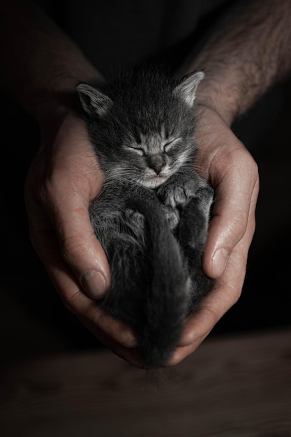 Gros plan d'un petit chaton gris dormant dans le format vertical des mains d'un homme