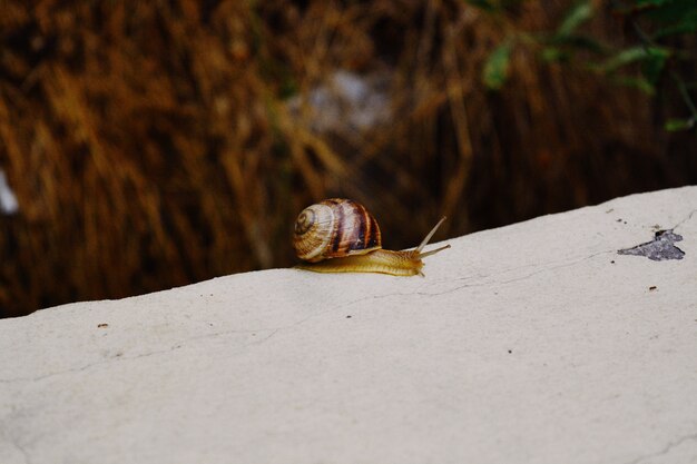 Gros plan d'un petit escargot avec une coquille brune glissant sur la pointe d'une pierre