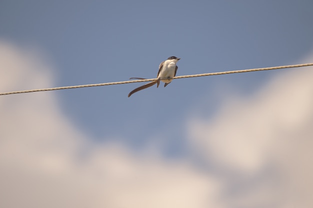 Gros plan d'un petit oiseau assis sur une corde
