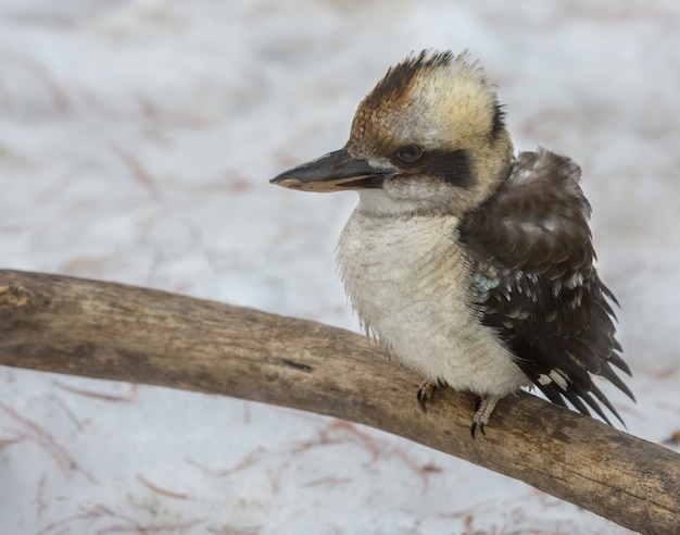 Gros plan d'un petit oiseau de mer assis sur une branche