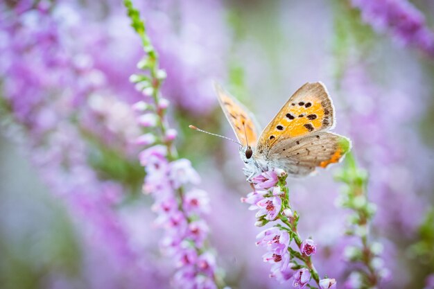 Gros plan d'un petit papillon sur la fleur