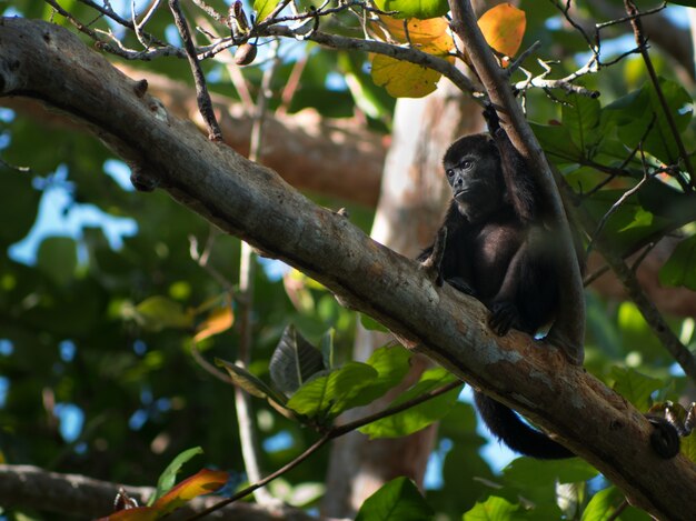 Gros plan d'un petit singe noir au repos d'une branche d'arbre dans une forêt